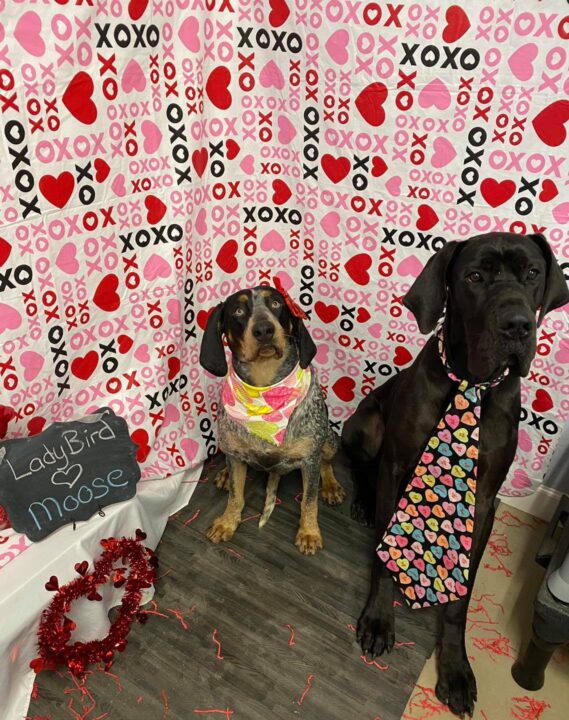 Ladybird a Heeler, and Moose a Great Dane in tie and bandana for this Valentines Photo