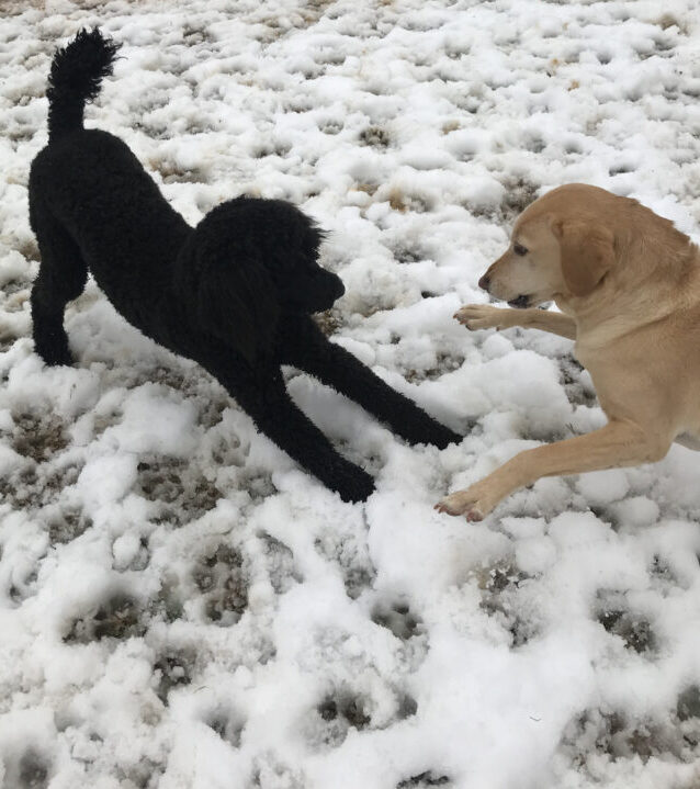 A black dog and a golden dog playing in the snow at Dog Daycare