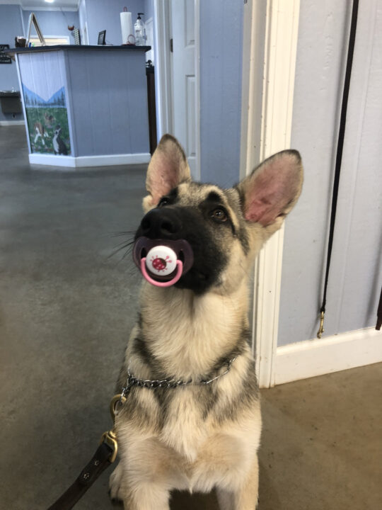 An adult dog with a pacifier, and the most sincere expression