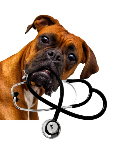 Funny looking bulldog with a stethoscope