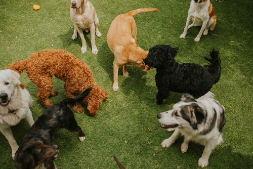 Pack of dogs having fun at Doggie Daycare