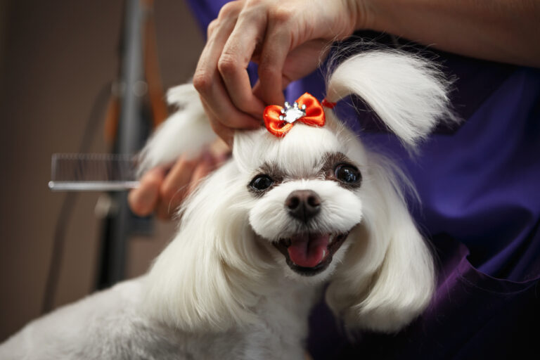 Dog Groomer,Dog Grooming,Grooming,Groomer,Pet grooming,Bathing,Nail grind,Nail clip,De-shed