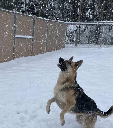 A German Shepard catching falling snow at Upstate Dog Training outdoor play area