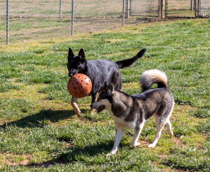 2 dogs at play with ball at doggie daycare