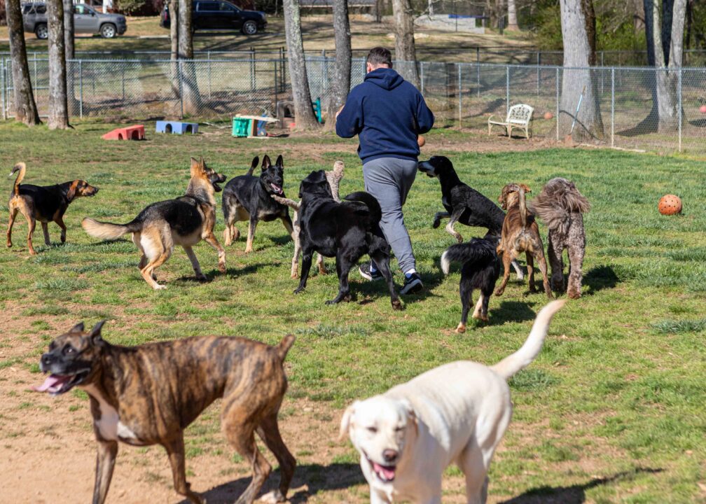 At the dog park it's playtime for dogs and human