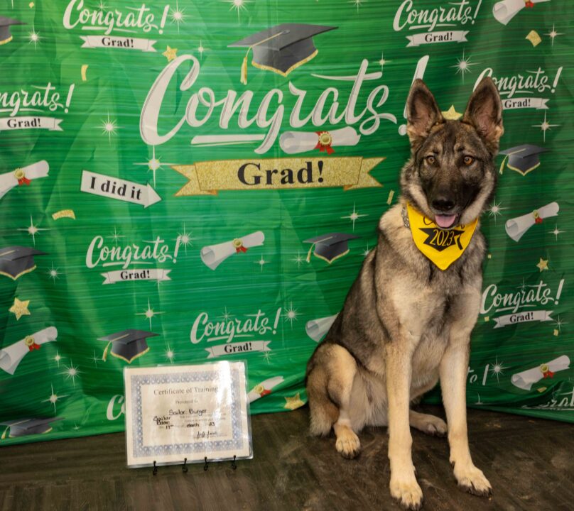 graduation photo of german Shepard dog named Sailer Burger