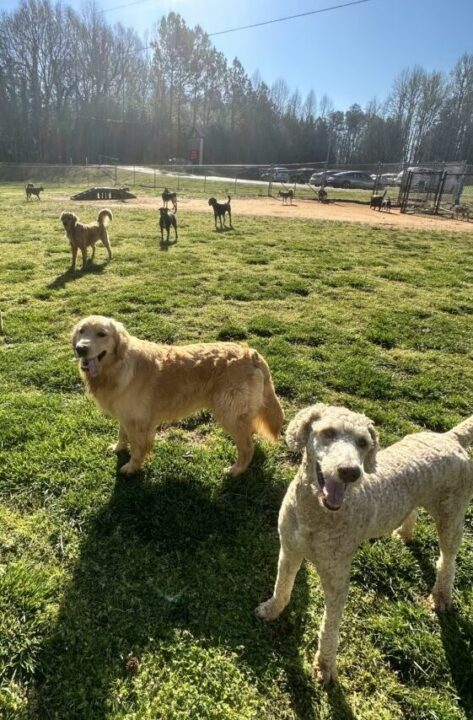 Dogs playing in the Dog Day Care dog park