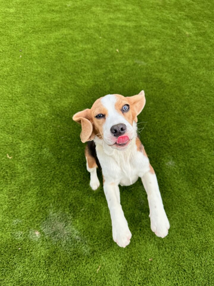 beagle eyes ears tongue