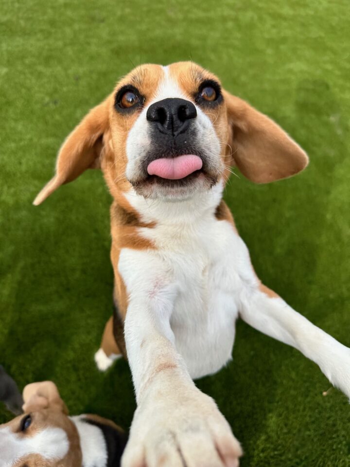beagle face with tongue close up