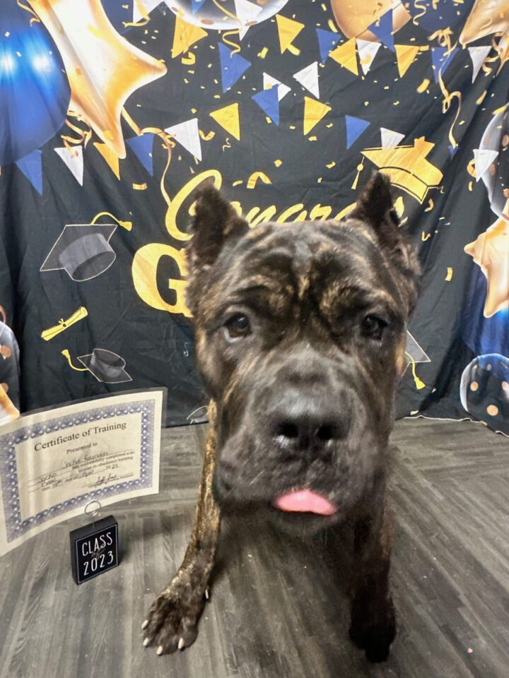 Jocko the Boxer dog and his advanced training graduation photo