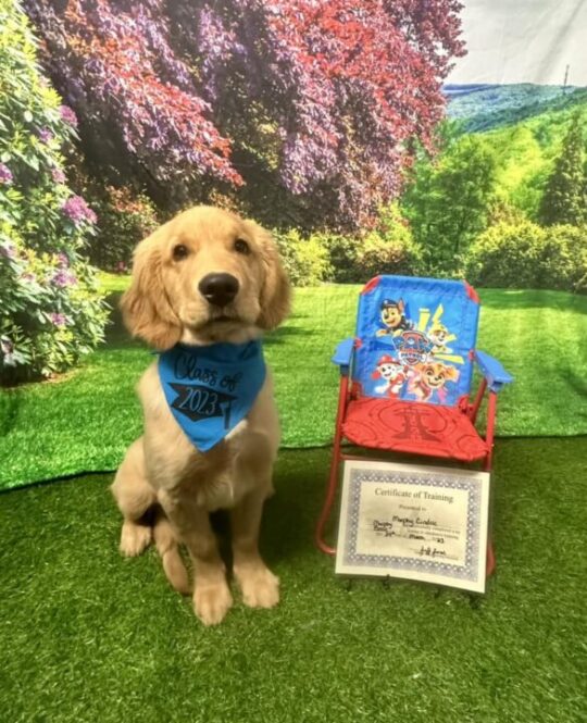 dog honor graduate at upstate dog training