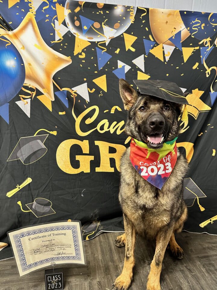 Sophisticated german Shepard graduate