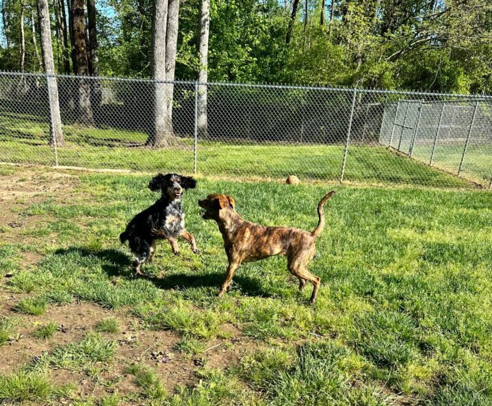 two dogs play at the park