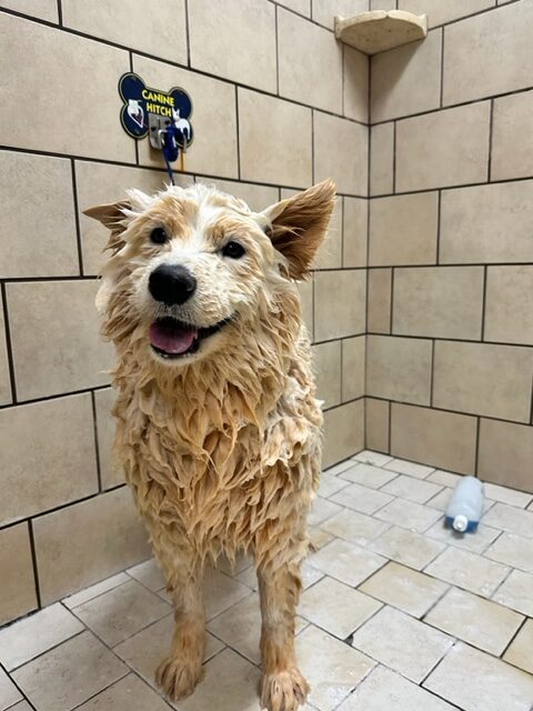 bath time at upstate dog training