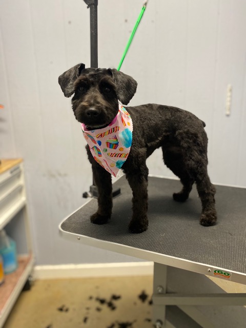 groomed black dog with bandana