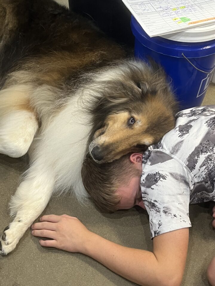 Collie dog resting its head on a sleeping boy