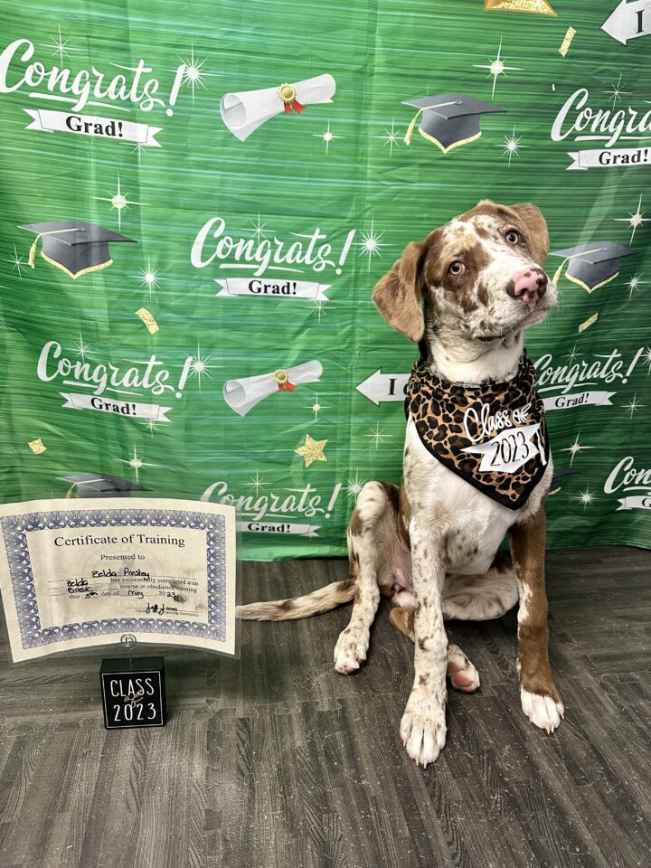 Trained dog sitting for his graduate photo