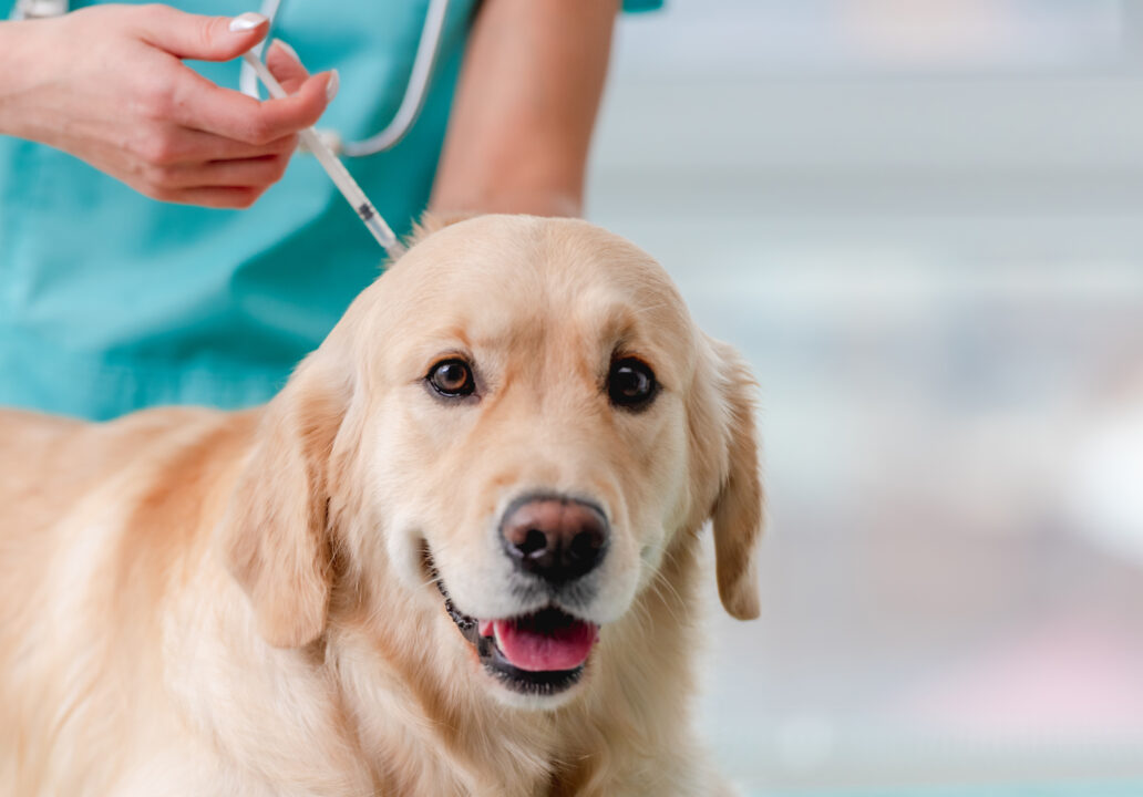 golden retriever dog in veterinary clinic