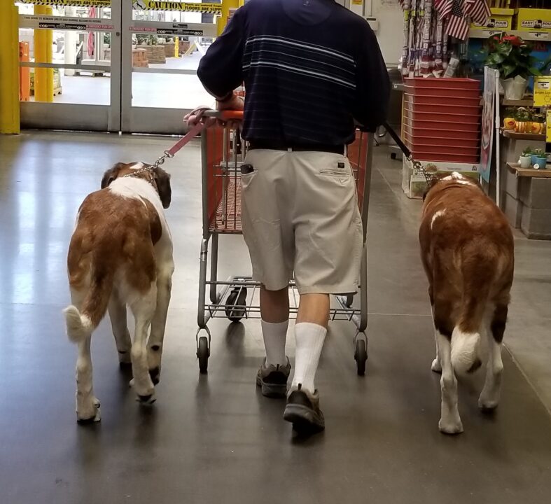 Rear view of man inside store pushing a shopping cart accompanied by two St. Bernard dogs