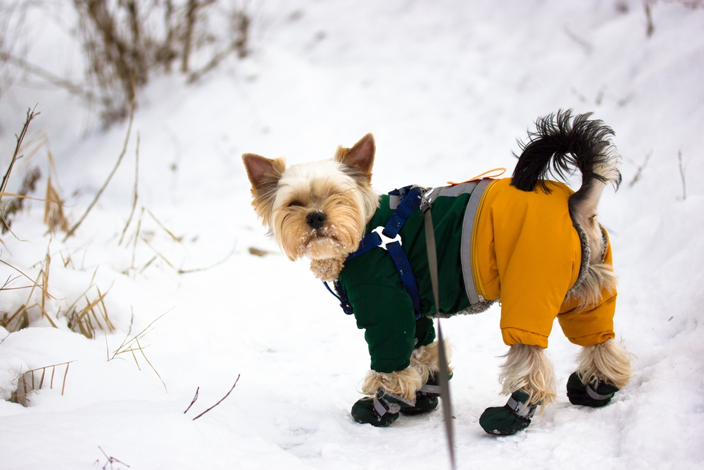 Cute Yorkshire Terrier dressed warmly on snowy winter day