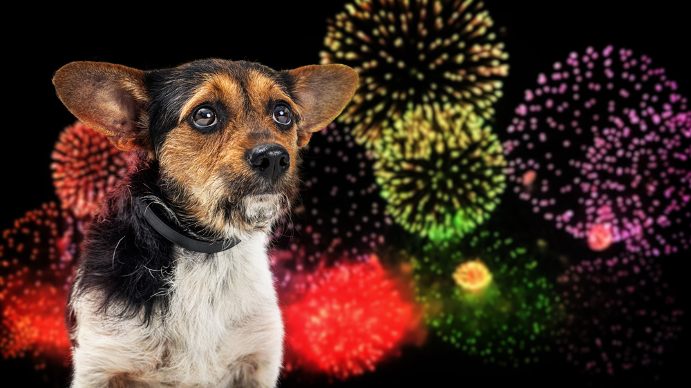 small,nervous,dog,afraid,of,loud,fourth,of,july,fireworks