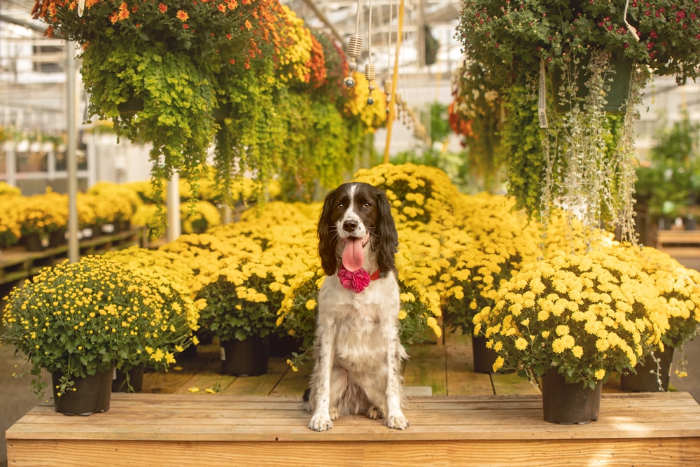 Springer Spaniel sitting among yellow Chrysanthemumsrs,in,a,garden